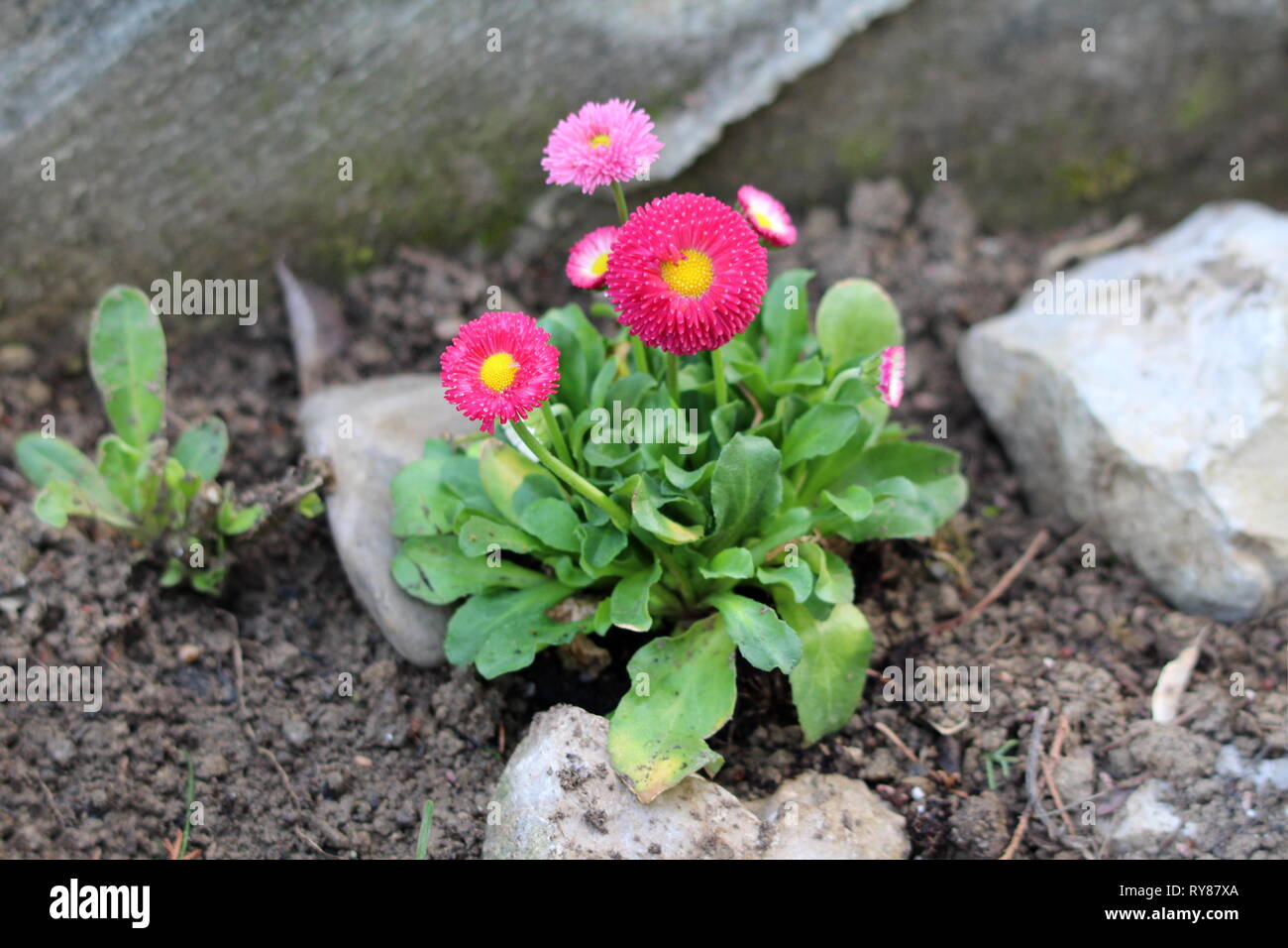 Kleine Bündel von gemeinsamen Daisy oder Bellis perennis oder Englisch  daisy oder Wiese oder Rasen daisy Daisy krautige Pflanzen mit rosa und rote  Blumen Stockfotografie - Alamy