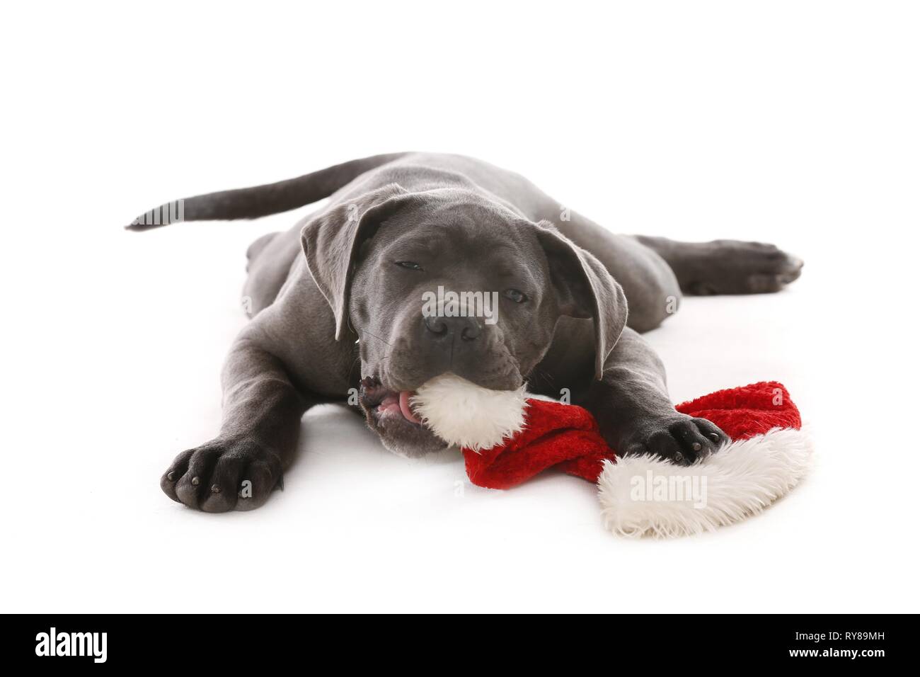 junge Cane Corso Stockfoto