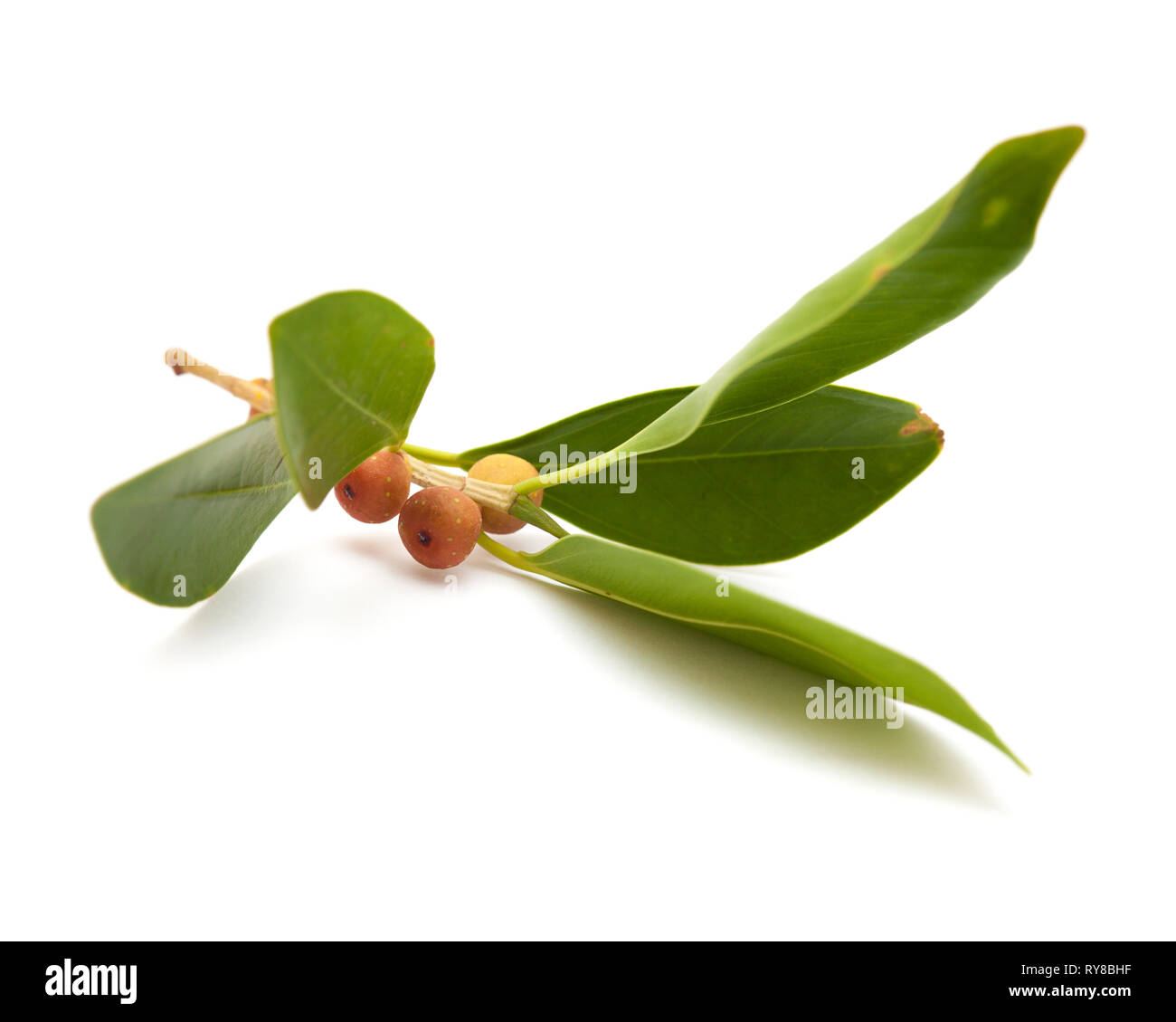 Kleine Zweig von Ficus microcarpa, auf weißem Hintergrund Stockfoto