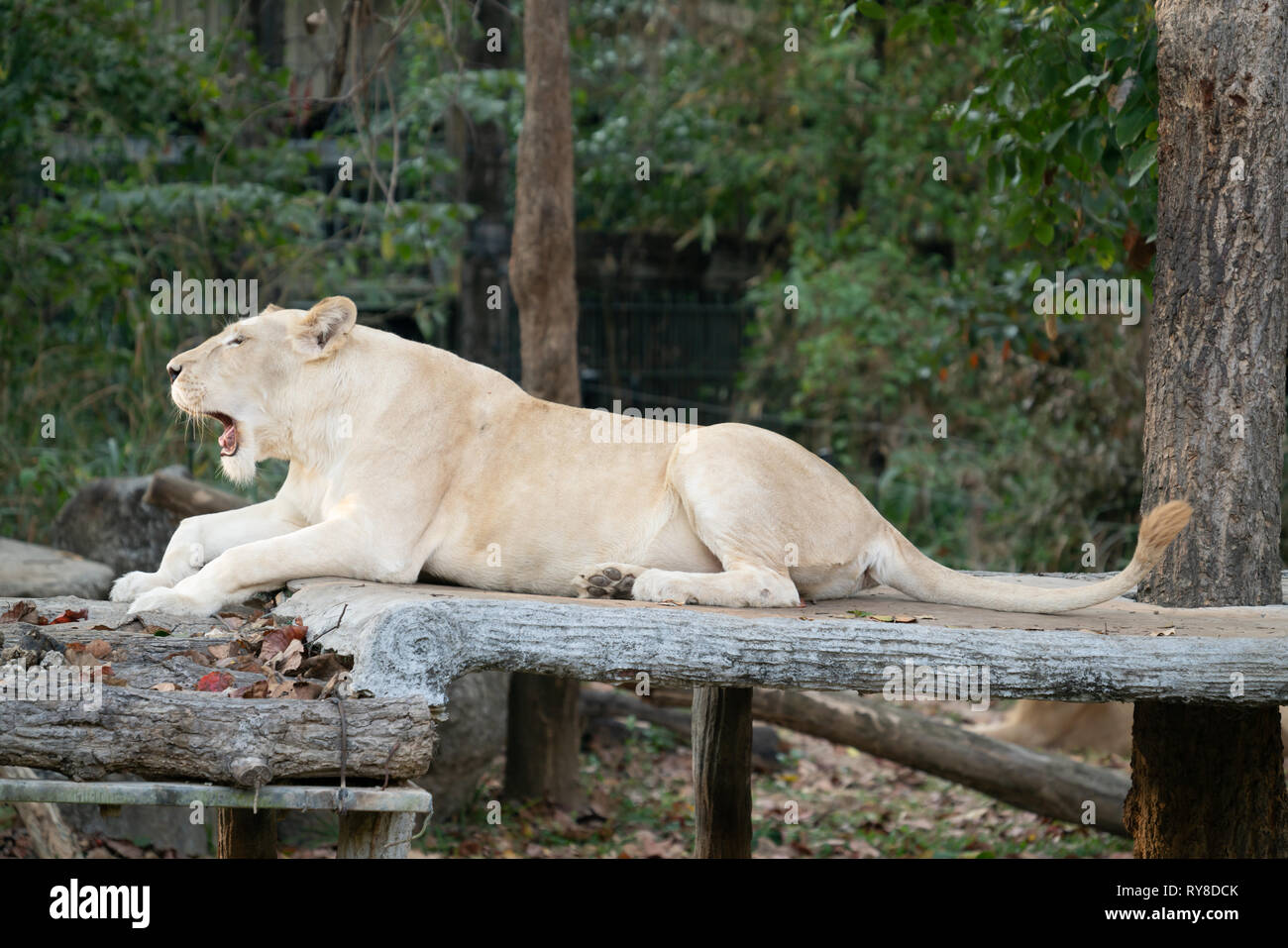 Female White Lion Gähnen im Zoo Stockfoto
