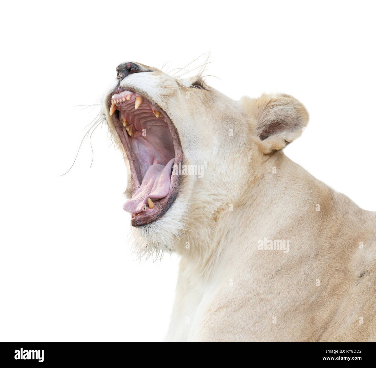 Female White Lion Gähnen auf weißem Hintergrund Stockfoto