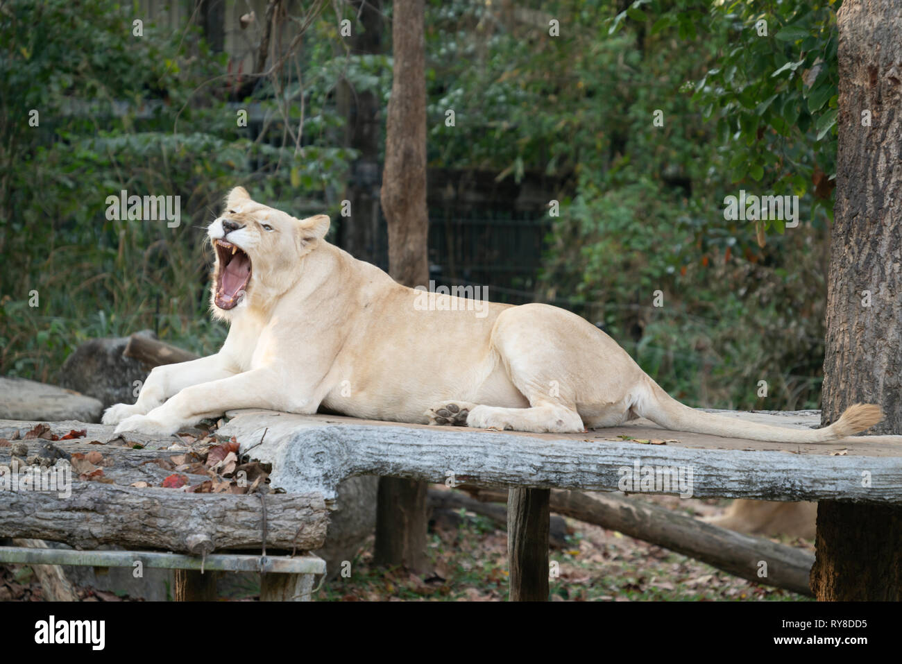 Female White Lion Gähnen im Zoo Stockfoto