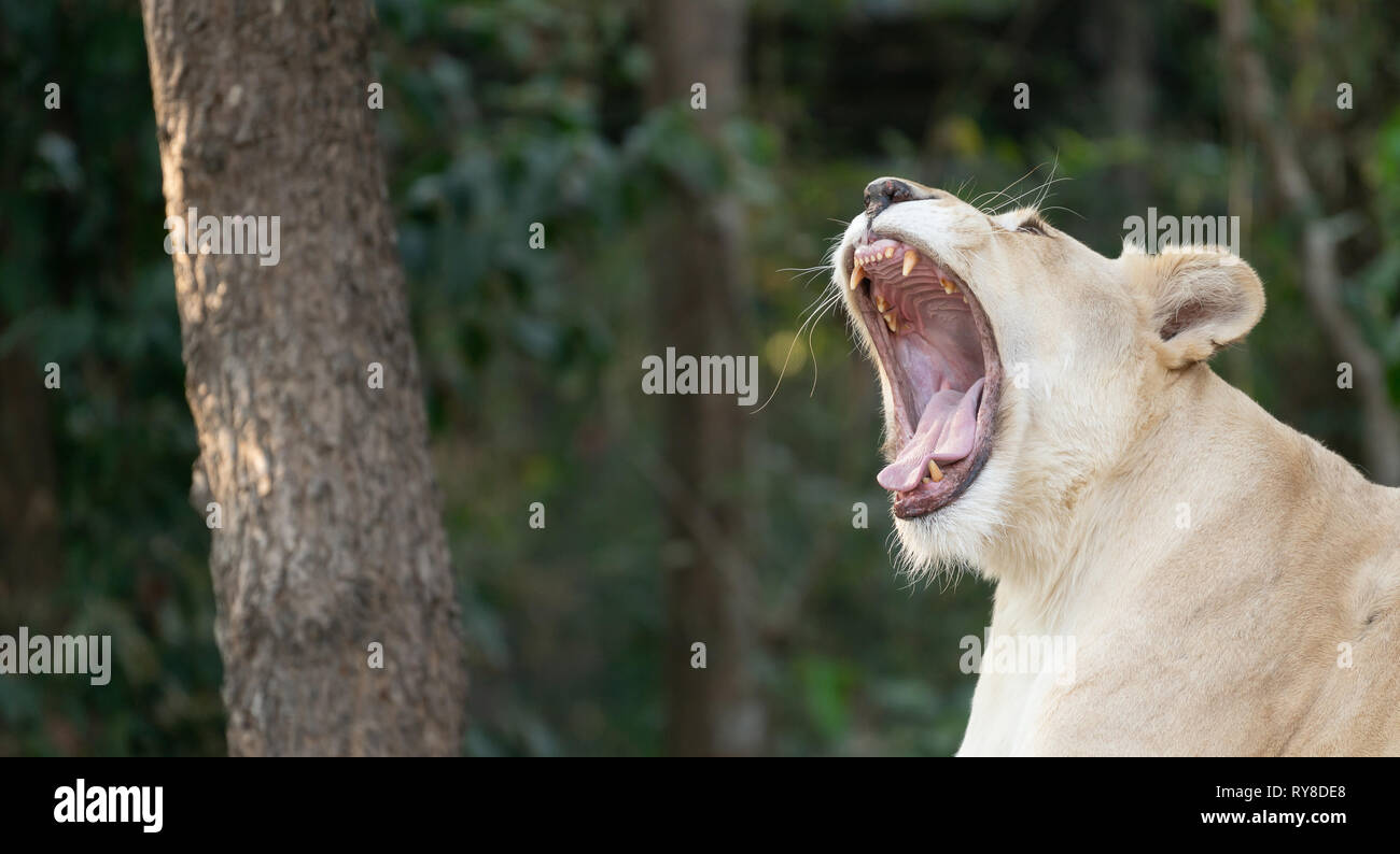 Female White Lion Gähnen im Zoo Stockfoto