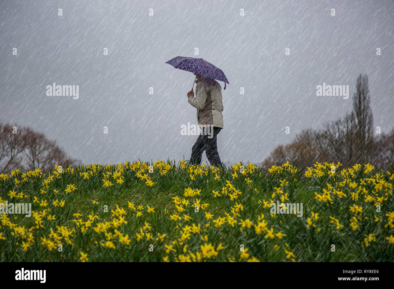 Seitenansicht isolierter Frauen, im Mantel, zu Fuß von gelben Narzissen auf einem Hügel in einem Landschaftspark in Großbritannien, bei strömendem Regen, mit Regenschirm. Stockfoto