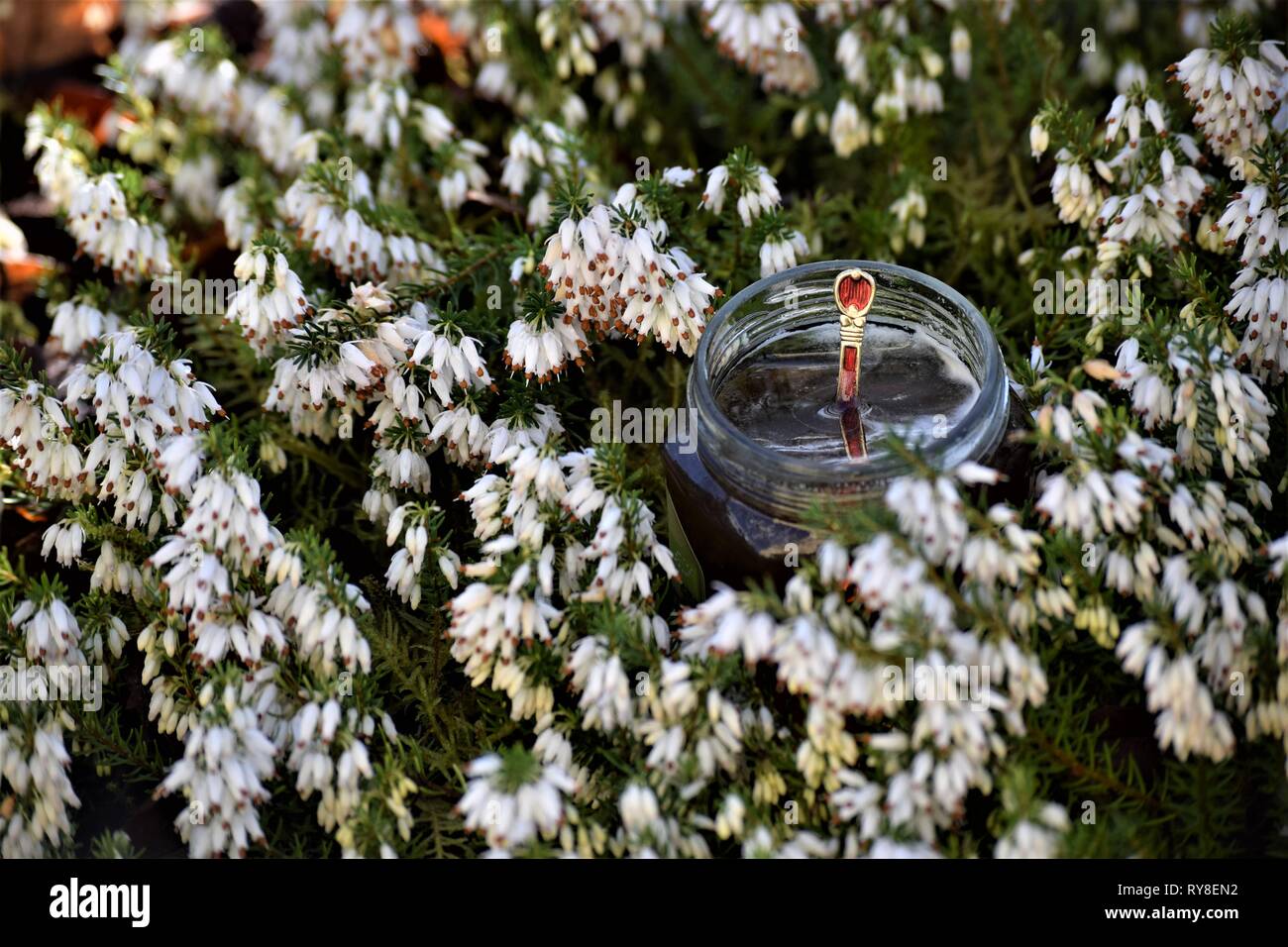 Glas Bio Honig, chic Teelöffel, eingebettet in ein Bett der lebendigen White Heather. Frische, gesunde Güte aus dem Garten für einen gesunden Lebensstil. Stockfoto