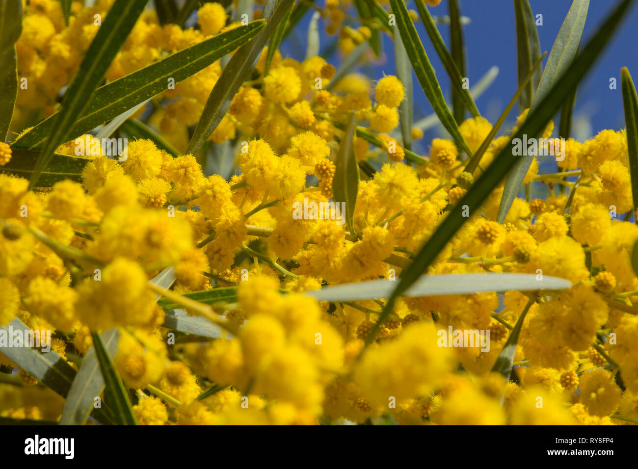 Natürliche Makro Hintergrund mit blauen Blättern wattle, Acacia saligna Stockfoto