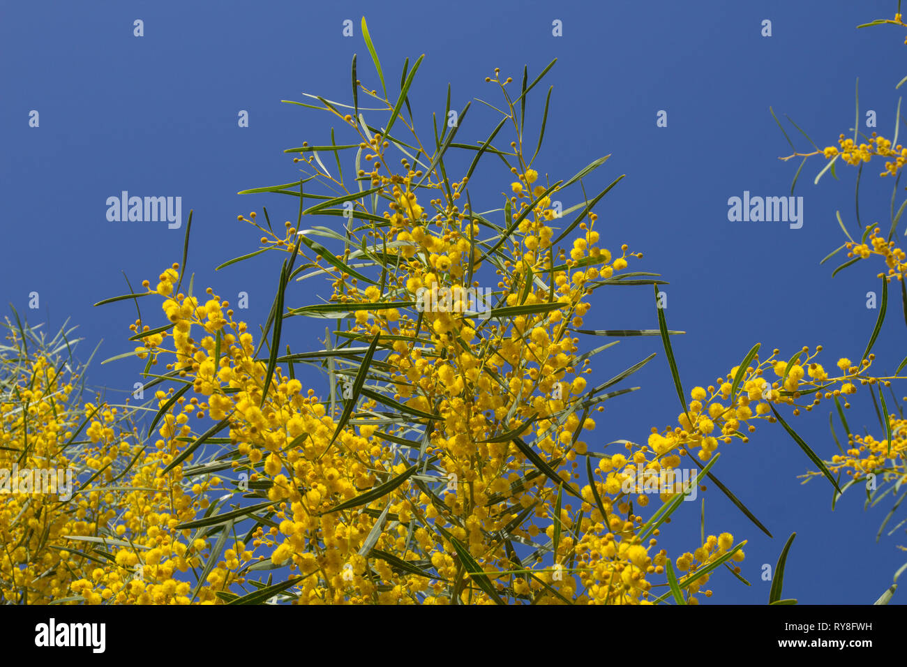 Natürliche Makro Hintergrund mit blauen Blättern wattle, Acacia saligna Stockfoto