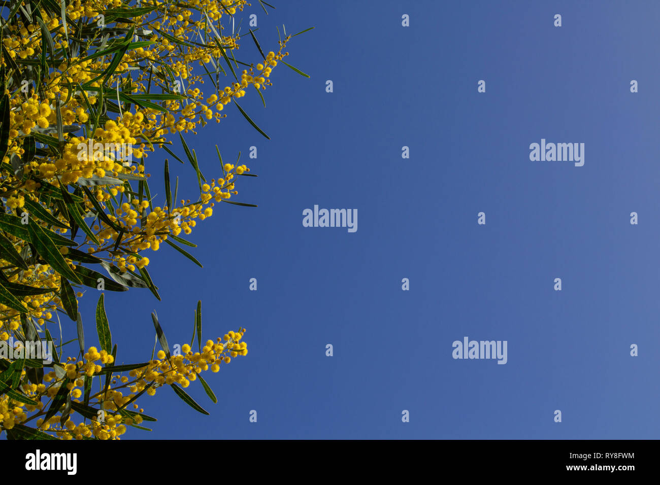 Natürliche Makro Hintergrund mit blauen Blättern wattle, Acacia saligna Stockfoto