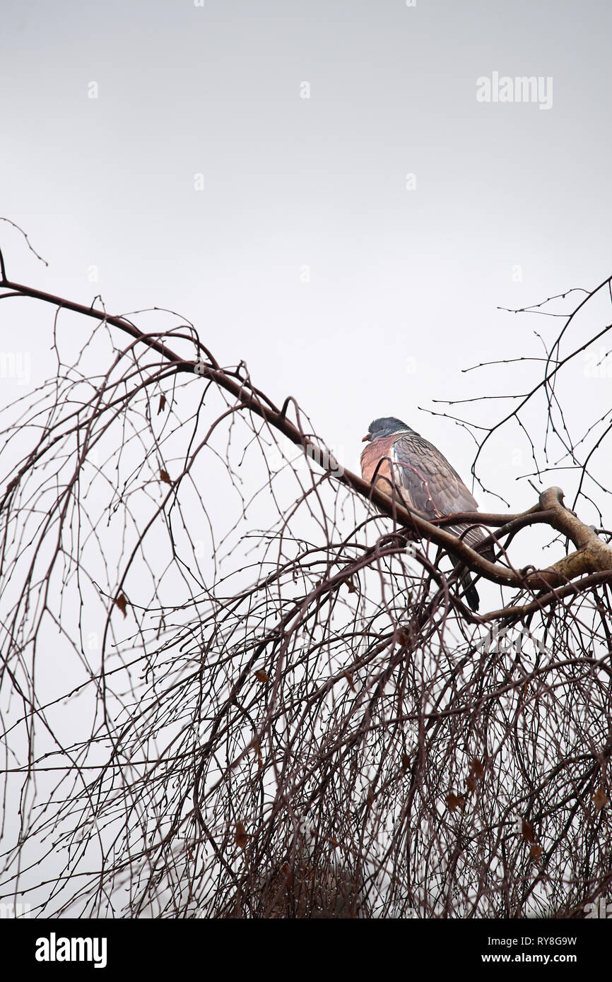 Einsame Ringeltaube sitzt auf einem Ast an der Spitze eines blattlosen Baum an einem regnerischen Wintertag bedeckt. Stockfoto