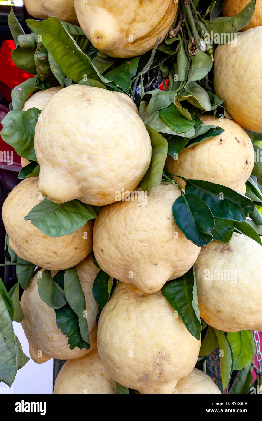 Spezielle Zitronen für die Limoncello Likör Stockfoto
