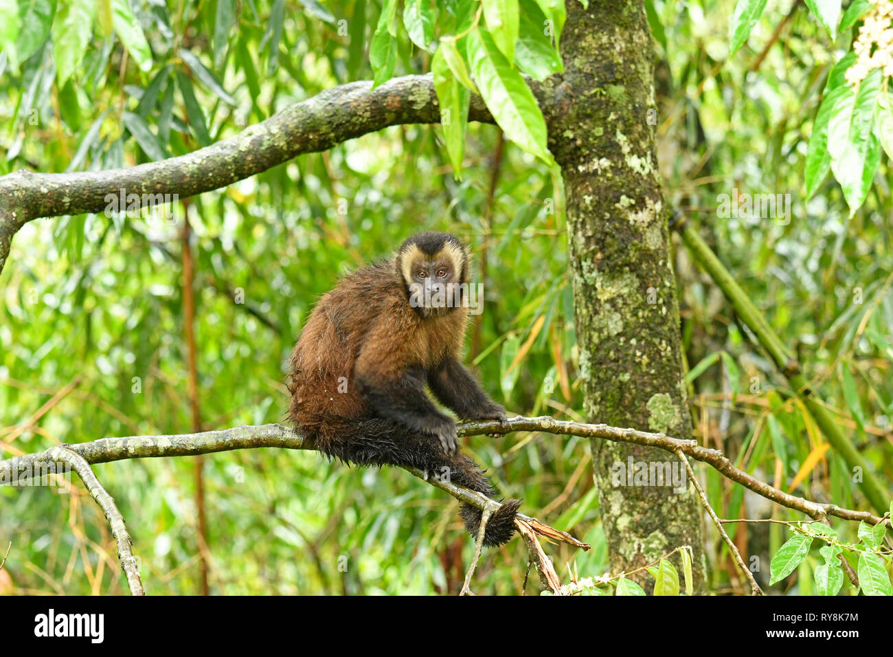 Braune Kapuziner Affen (Cebus apella) erwachsenen männlichen auf Zweig, Manu, Nebelwald finden, Peru, November Stockfoto