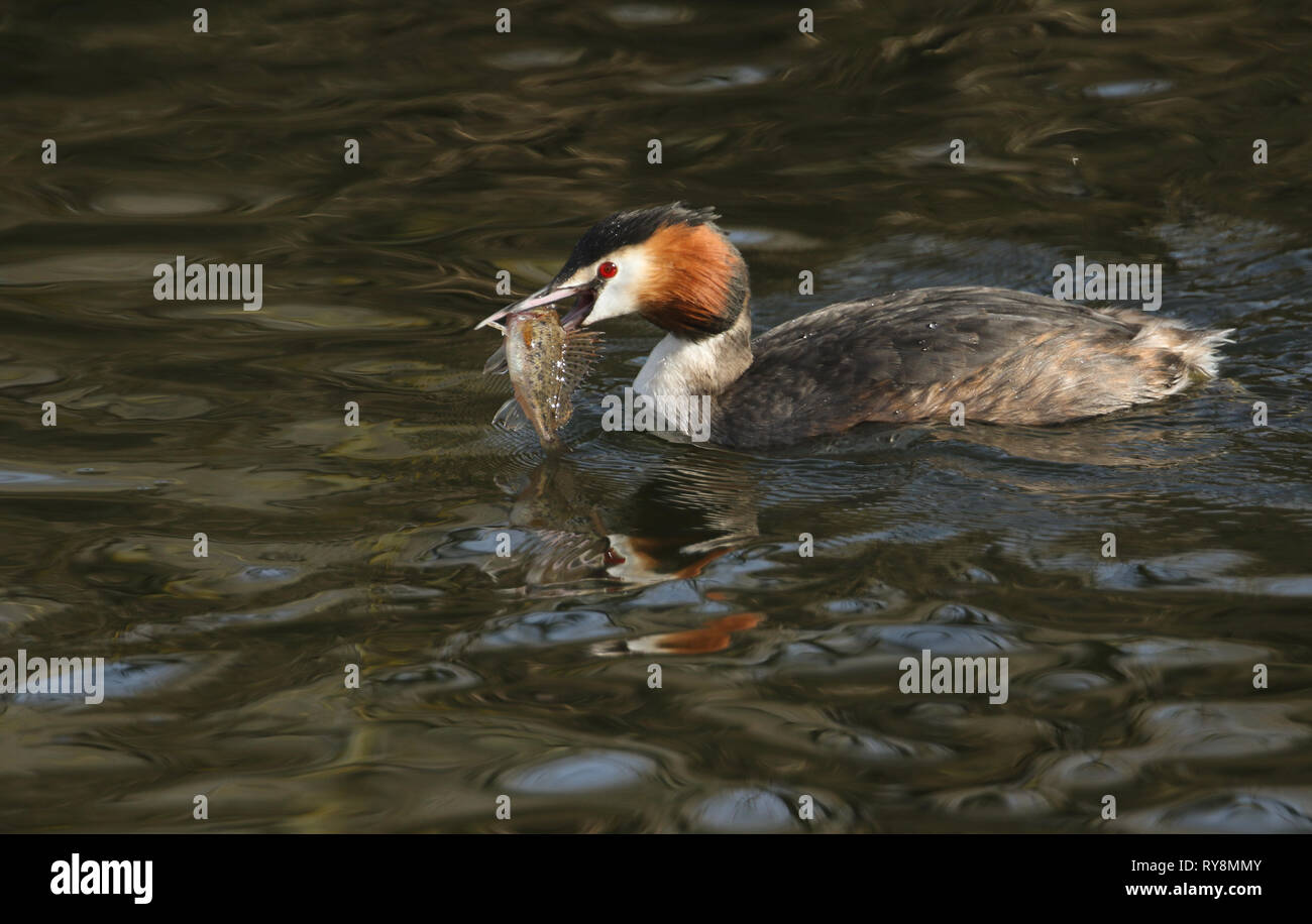 Ein Haubentaucher (Podiceps cristatus) Schwimmen im Fluss Essen eine kaulbarsche Fisch, der es gerade gefangen hat. Stockfoto