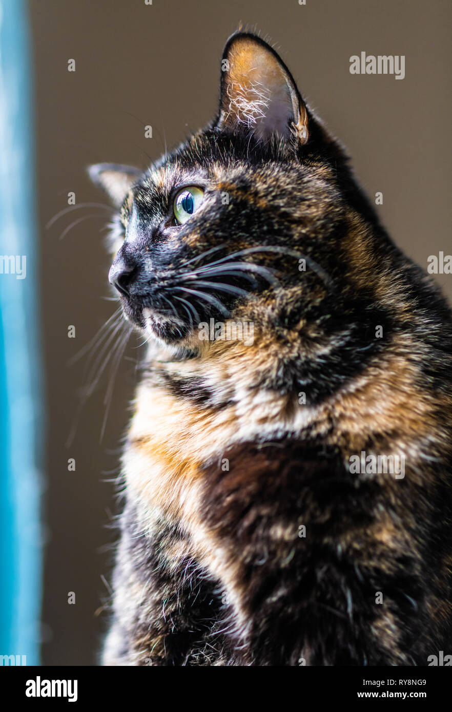Eine schöne schildpatt Katze starrt aus dem Fenster Stockfoto