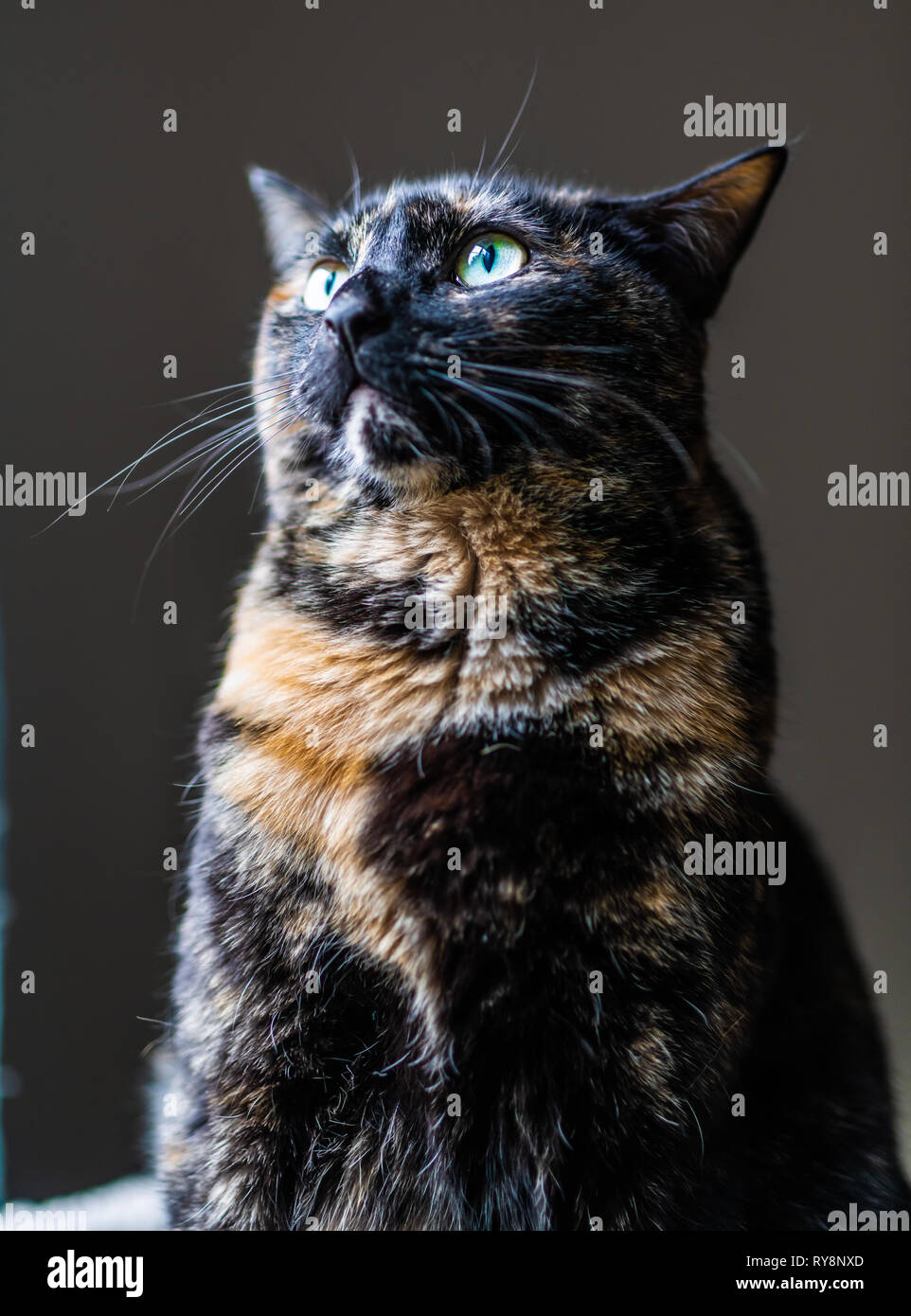 Eine schöne schildpatt Katze starrt aus dem Fenster Stockfoto