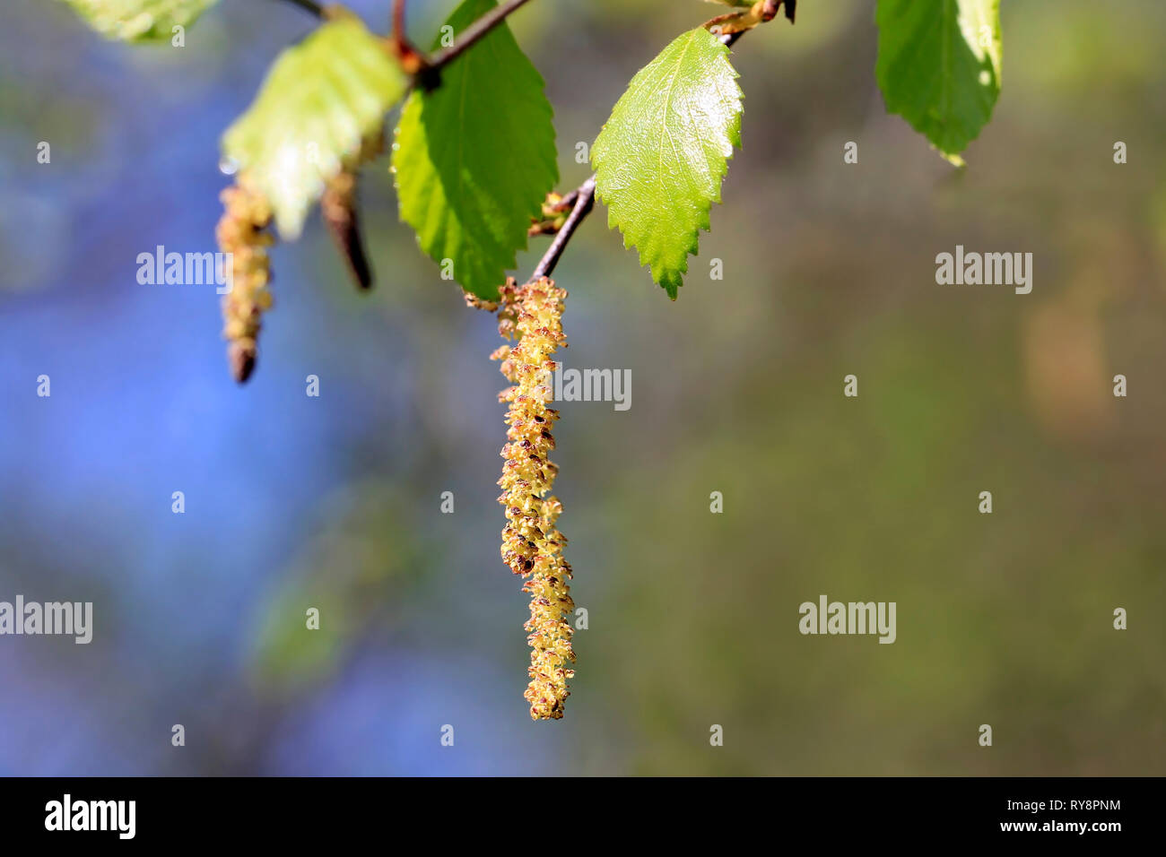 Birke (Betula) Blüten oder palmkätzchen und grüne Blätter im Frühjahr. Birkenpollen Allergie ist eine gemeinsame saisonale Allergien. Stockfoto