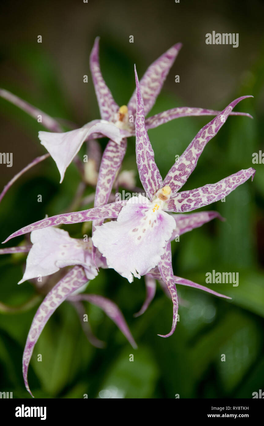 Nordamerika, Usa, Illinois, Chicago, Botanischer Garten, Stiefmütterchen Orchidee, Miltassia." Charles M. Fitch' Stockfoto