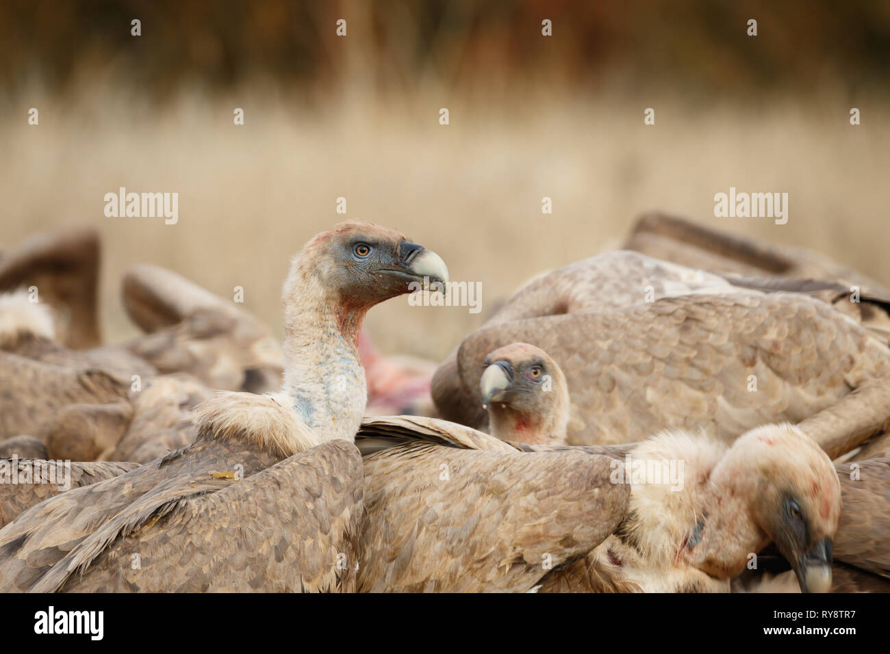 Gänsegeier (Tylose in Fulvus), in der Gruppe nach der Fütterung, in den Aragonesischen Pyrenäen, Aragon, Spanien Stockfoto