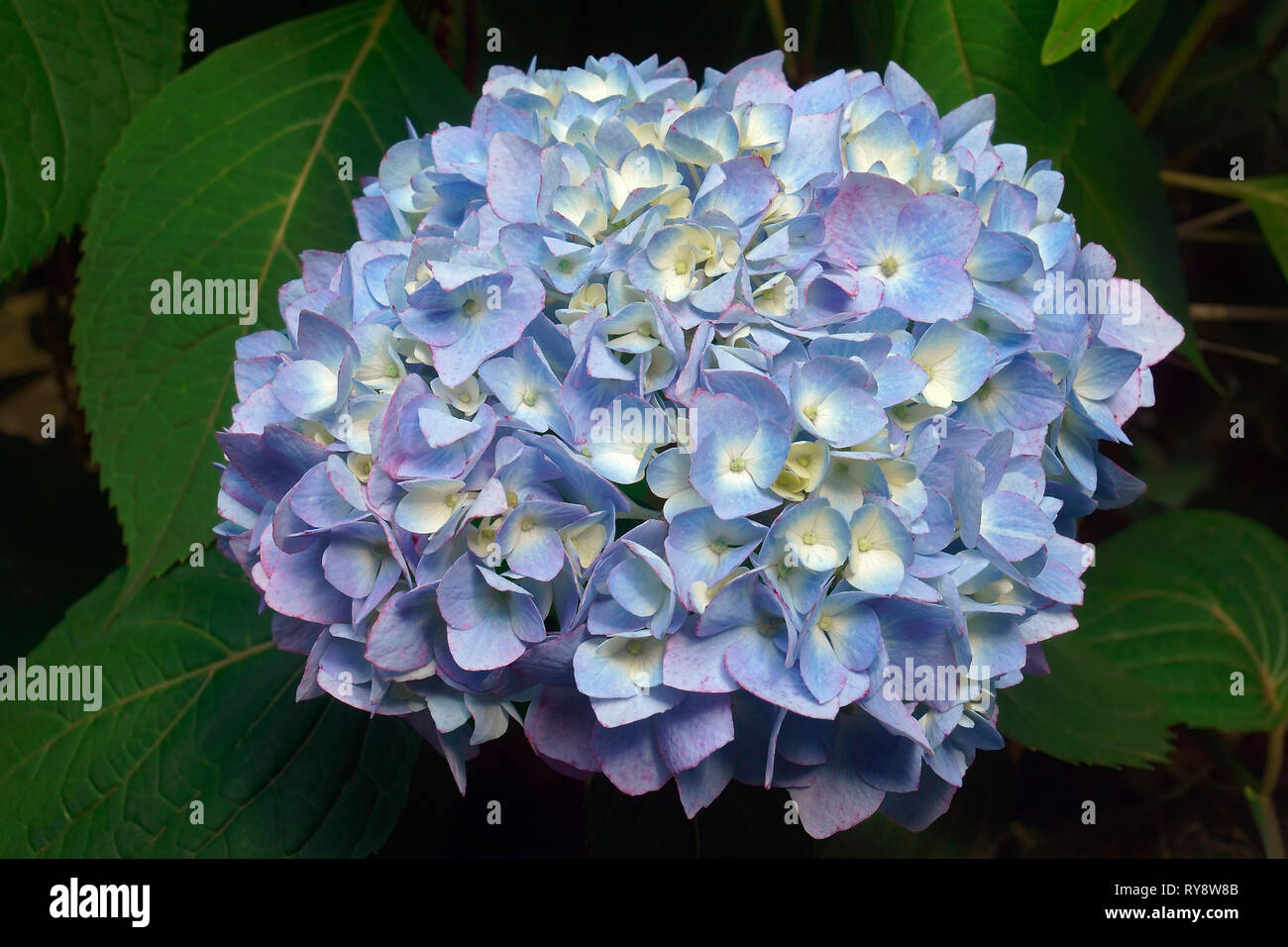 Bigleaf Hortensie (Hydrangea macrophylla). Die franzoesische Hortensie, Lacecap Hortensie, Moppköpfe aus Hortensien, Penny mac und Hortensia auch. Stockfoto