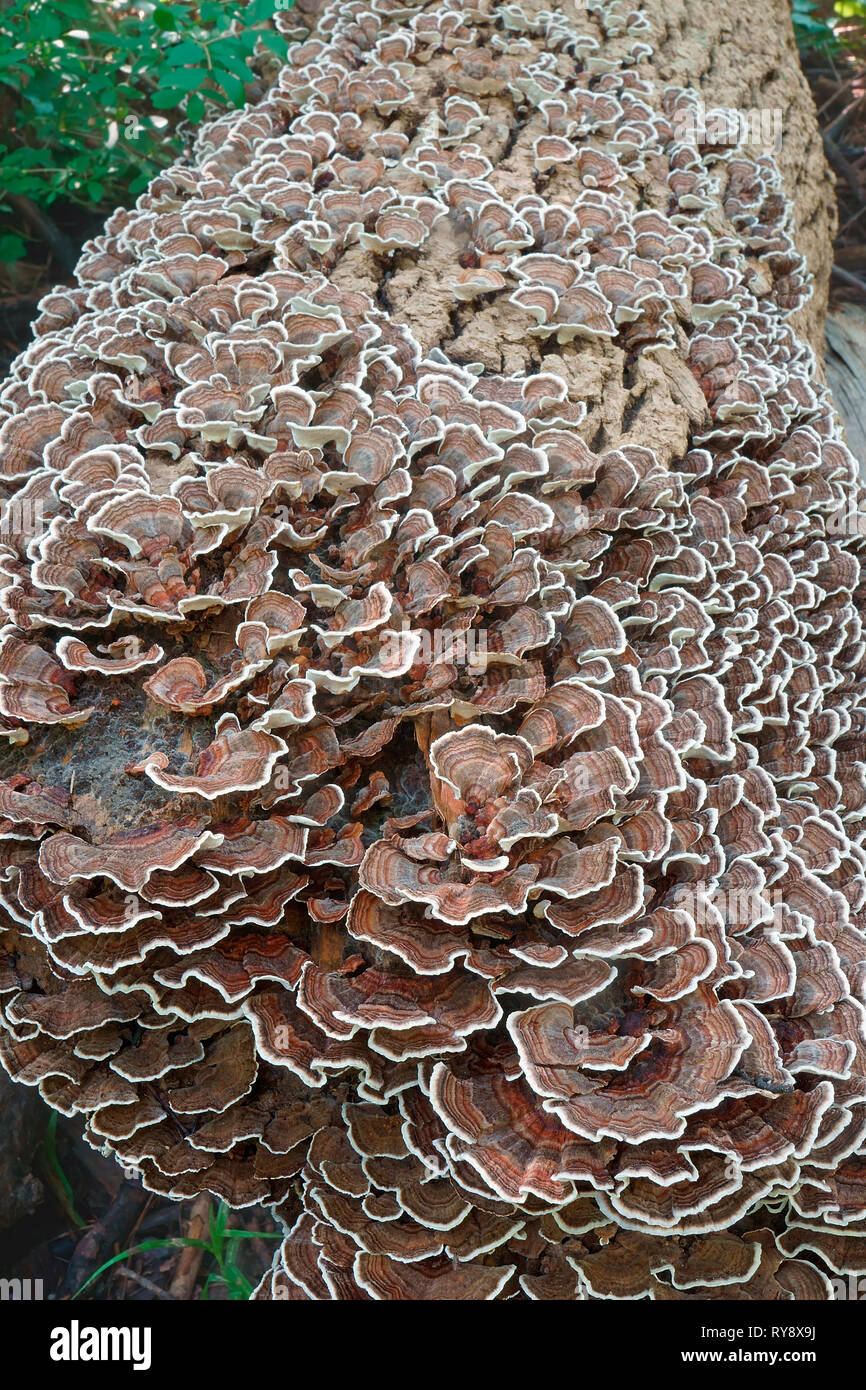 Türkei Schwanz (Trametes versicolor). Eine andere wissenschaftliche Namen sind und Polyporus Coriolus versicolor versicolor. Stockfoto