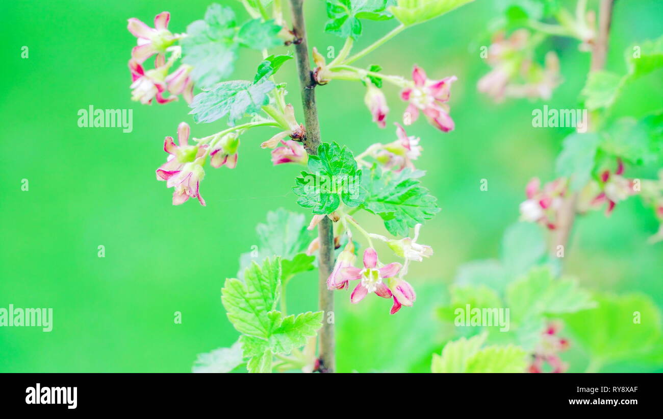Süße kleine Lila Blume von Ribes nigrum Anlage auf einem kleinen Zweig der Pflanze im Garten Stockfoto