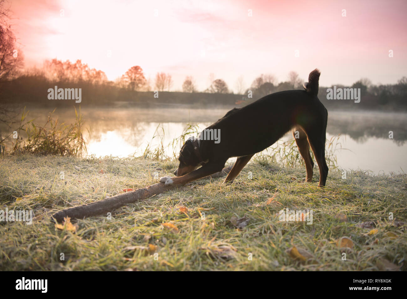 Schwarzer Hund spielt mit einem Stock im Herbst im Sunrise - Appenzeller Sennenhund - Appenzell Rinder Hund Stockfoto