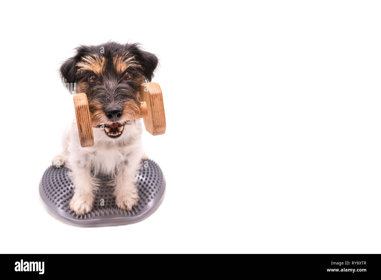 Kleiner Hund auf Balance Pad mit Hanteln in den catch-Süße reinrassige Jack Russell Terrier Hund, 3 Jahre alt, die Frisur Rau Stockfoto