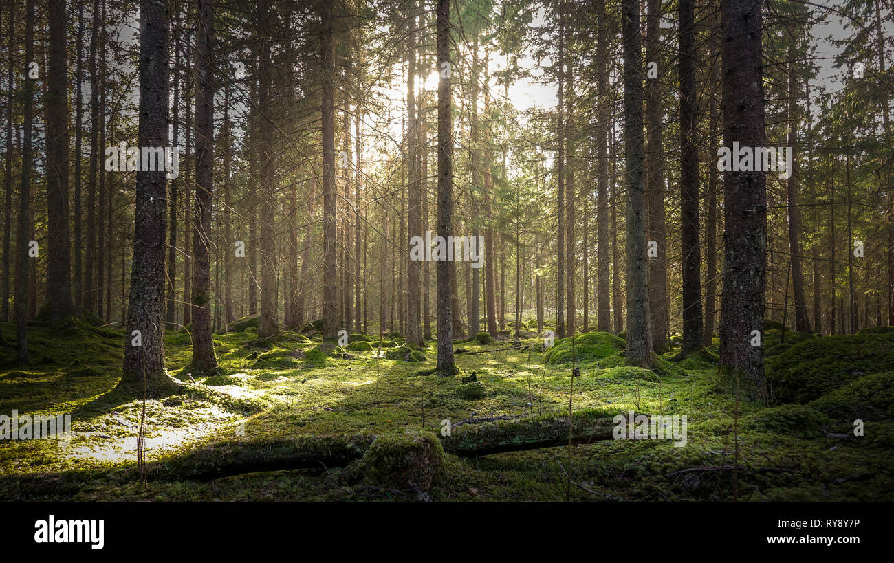 Natürliche bemoosten grünen Wald von Fichten. Goldenes Sonnenlicht vor Sonnenuntergang mit Sonnenstrahlen durch die Bäume, erstellen Mystic, gemütliche Atmosphäre. Stockfoto