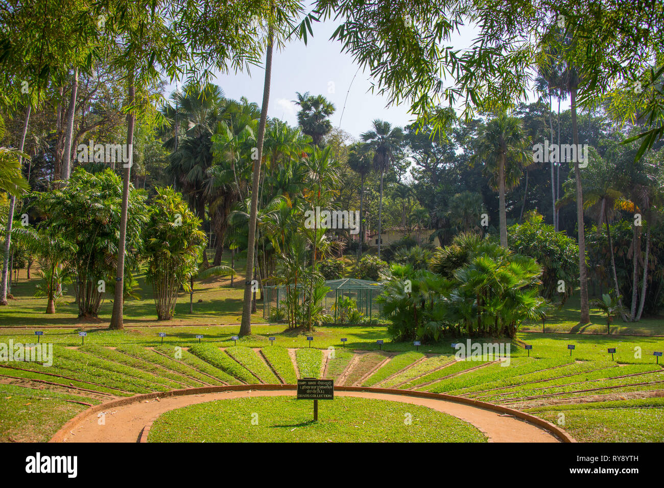 Asien Sri Lanka Kandy Den Botanischen Garten Von Peradeniya
