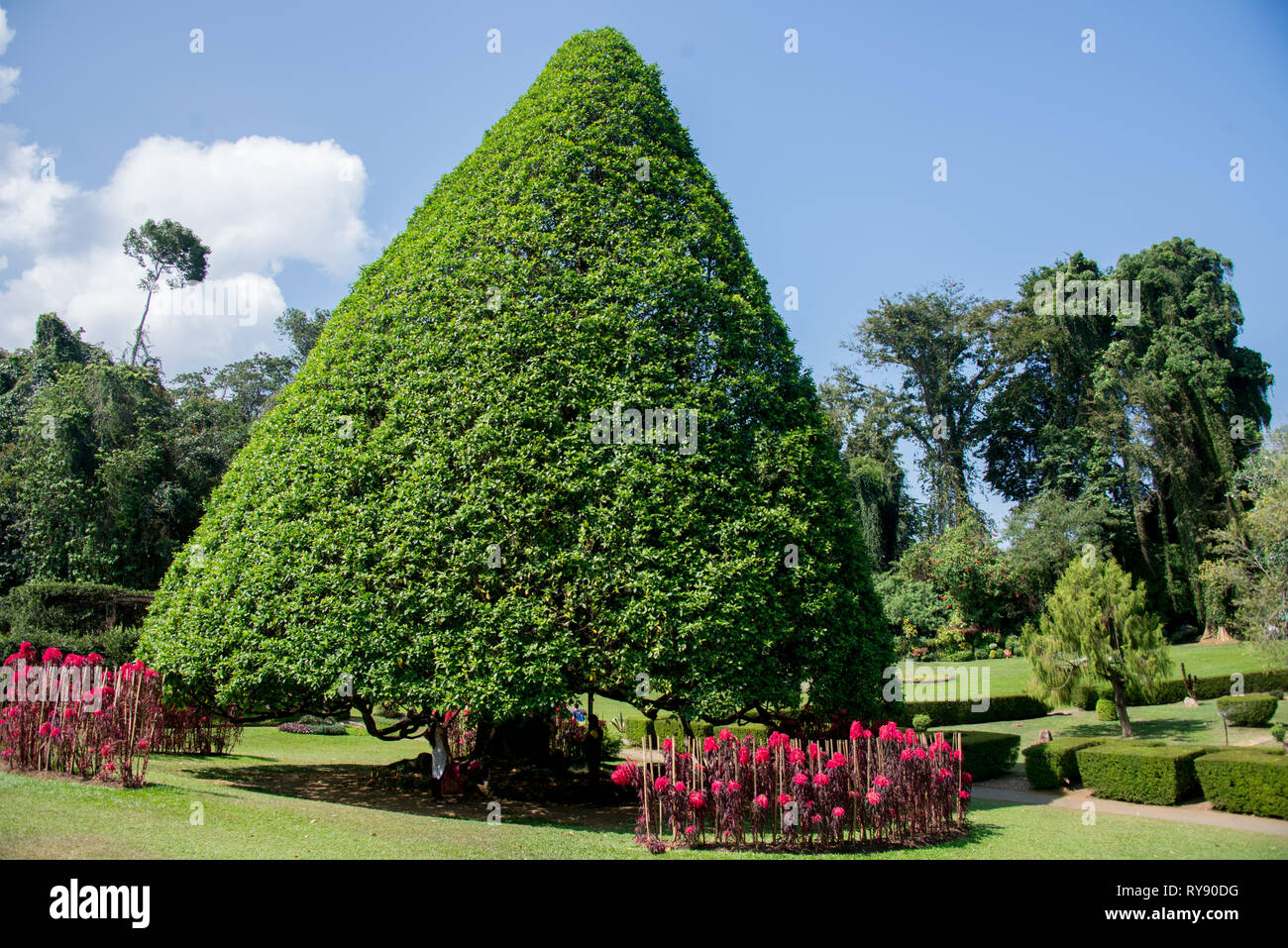 Asien Sri Lanka Kandy Den Botanischen Garten Von Peradeniya