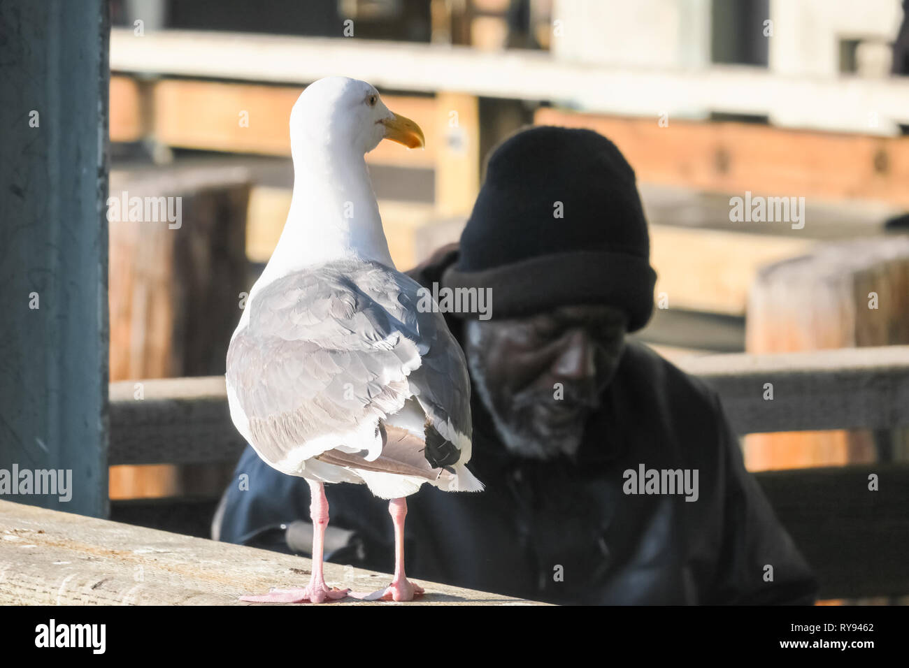 Möwe auf Kante mit Obdachlosen in beanie - Pier 39, San Francisco - Kalifornien Stockfoto