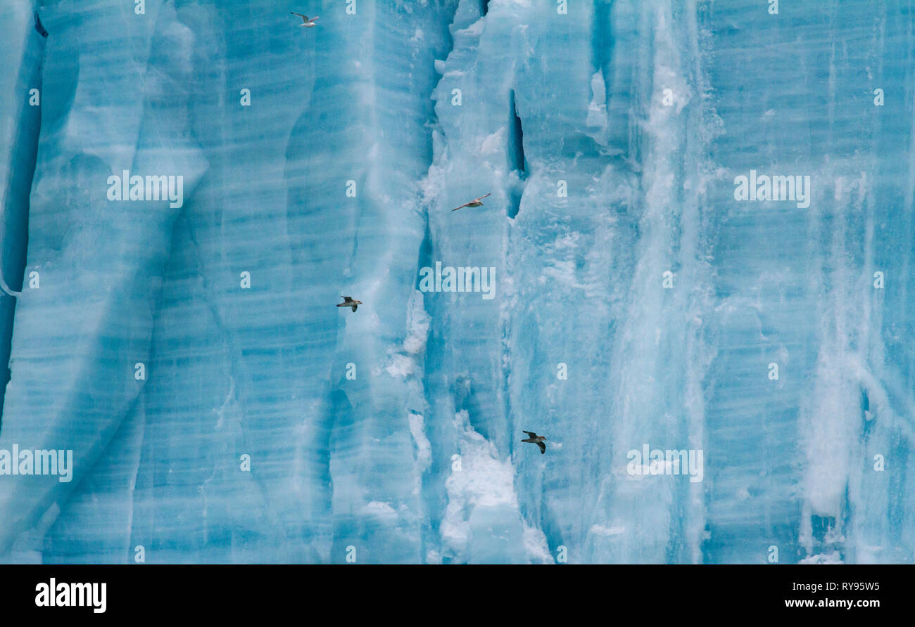 Vögel vor der massiven Gletscher Stockfoto