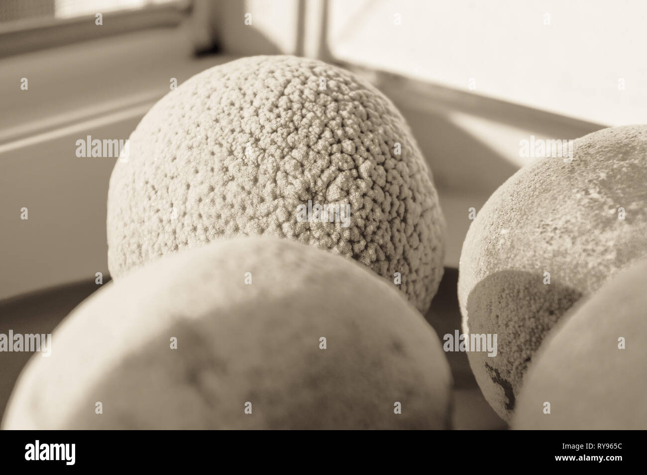 Gefrorene Orangen und Zitronen auf rotem Teller, Frost bedeckt, von der Sonne beschienen Stockfoto