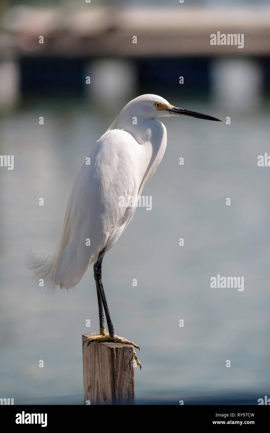 Snowy Egret (Egretta thula) auf einen Pfosten an Rose Marina, Marco Island, Florida, USA gehockt Stockfoto