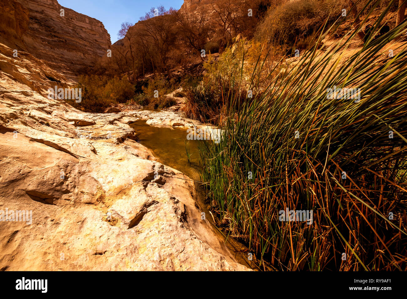 Ein Ovdat Naturschutzgebiet, Israel Stockfoto
