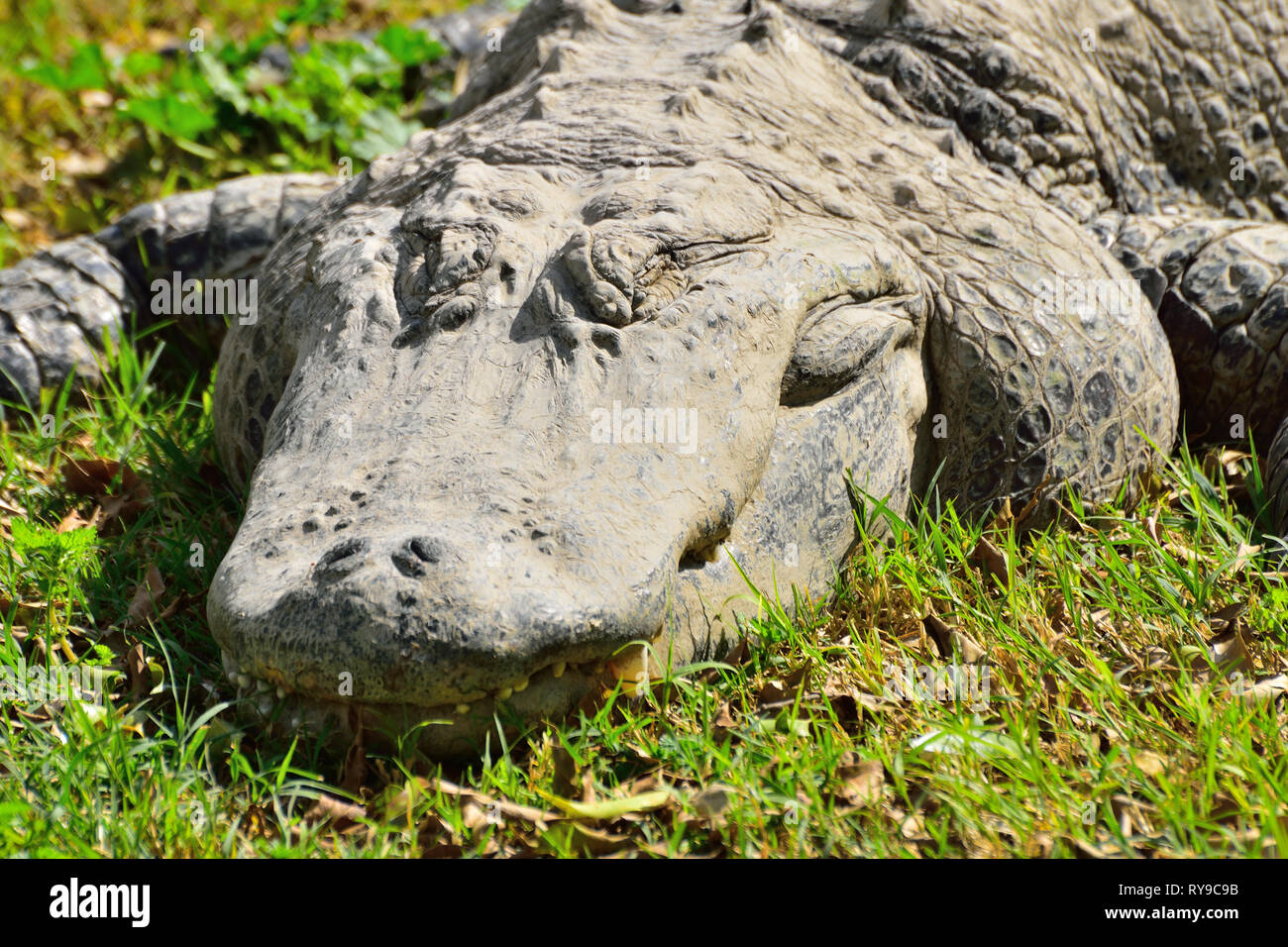 Krokodil in der Krokodilfarm von Hamat Gader in Israel. Stockfoto