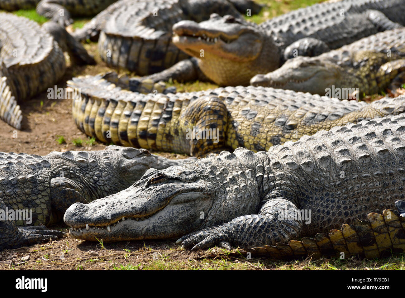 Gruppe von Krokodilen in der Krokodilfarm von Hamat Gader in Israel. Stockfoto