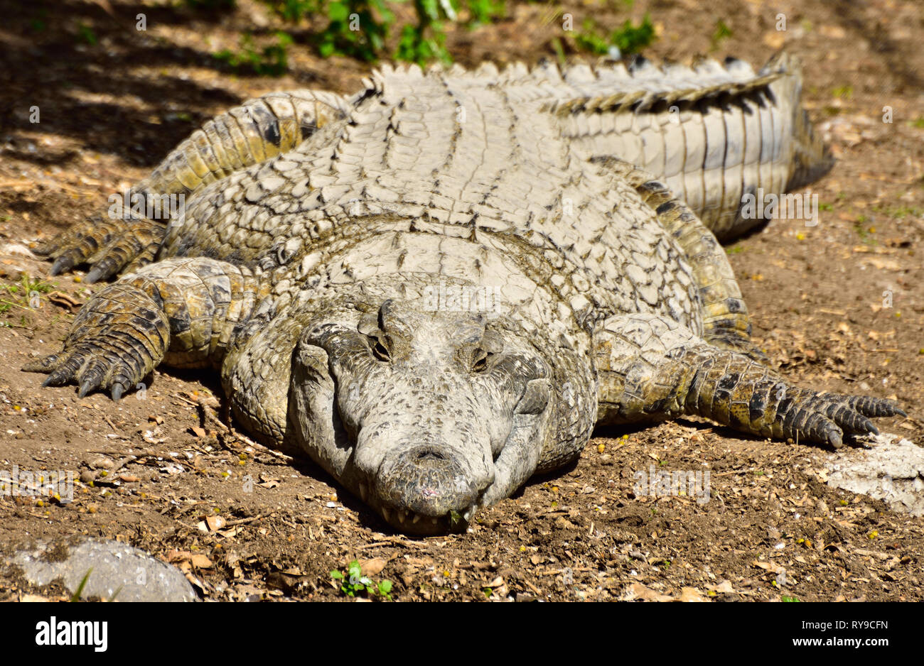 Krokodil in der Krokodilfarm von Hamat Gader in Israel. Stockfoto