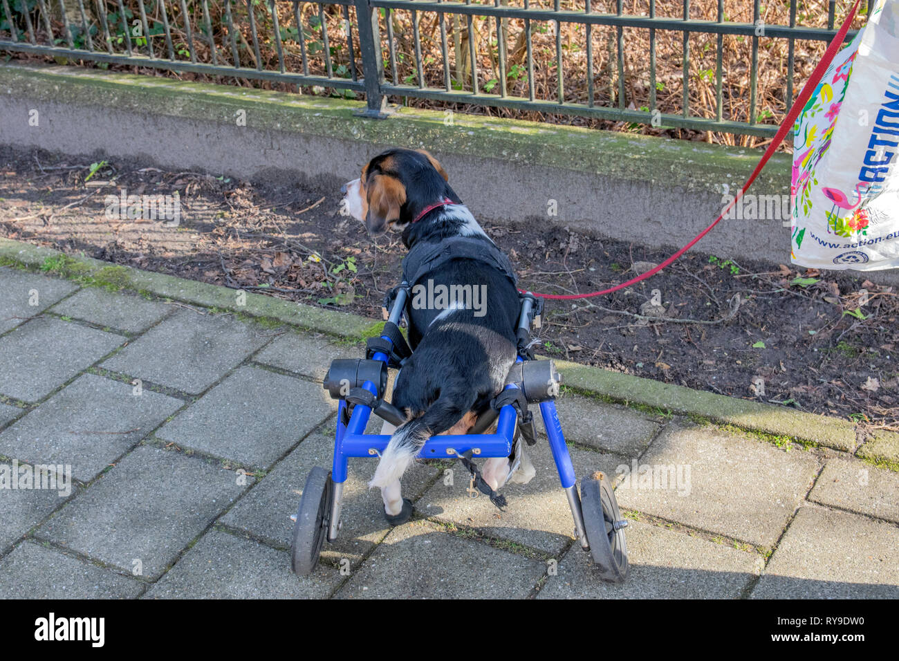 Behinderte Hund in einem Rollstuhl in Duivendrecht die Niederlande 2019 Stockfoto