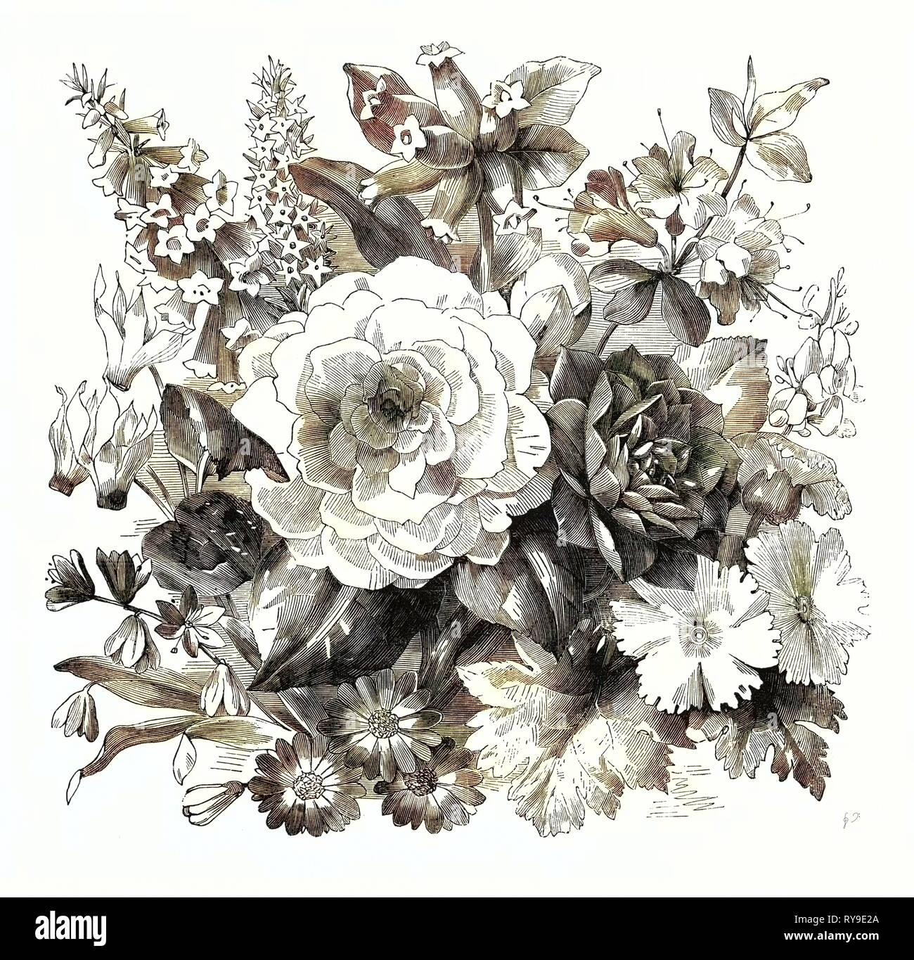 März. Epacris Delicata E. Purpurescens. Cyclamen Persicum. Scilla Beurre. Burchellia Capensis. Camellia Gräfin von Orkney C. Imbricata. Zinerarie. Azalea Amoena. Cytisus Racemosus. Primula Sinensis Stockfoto
