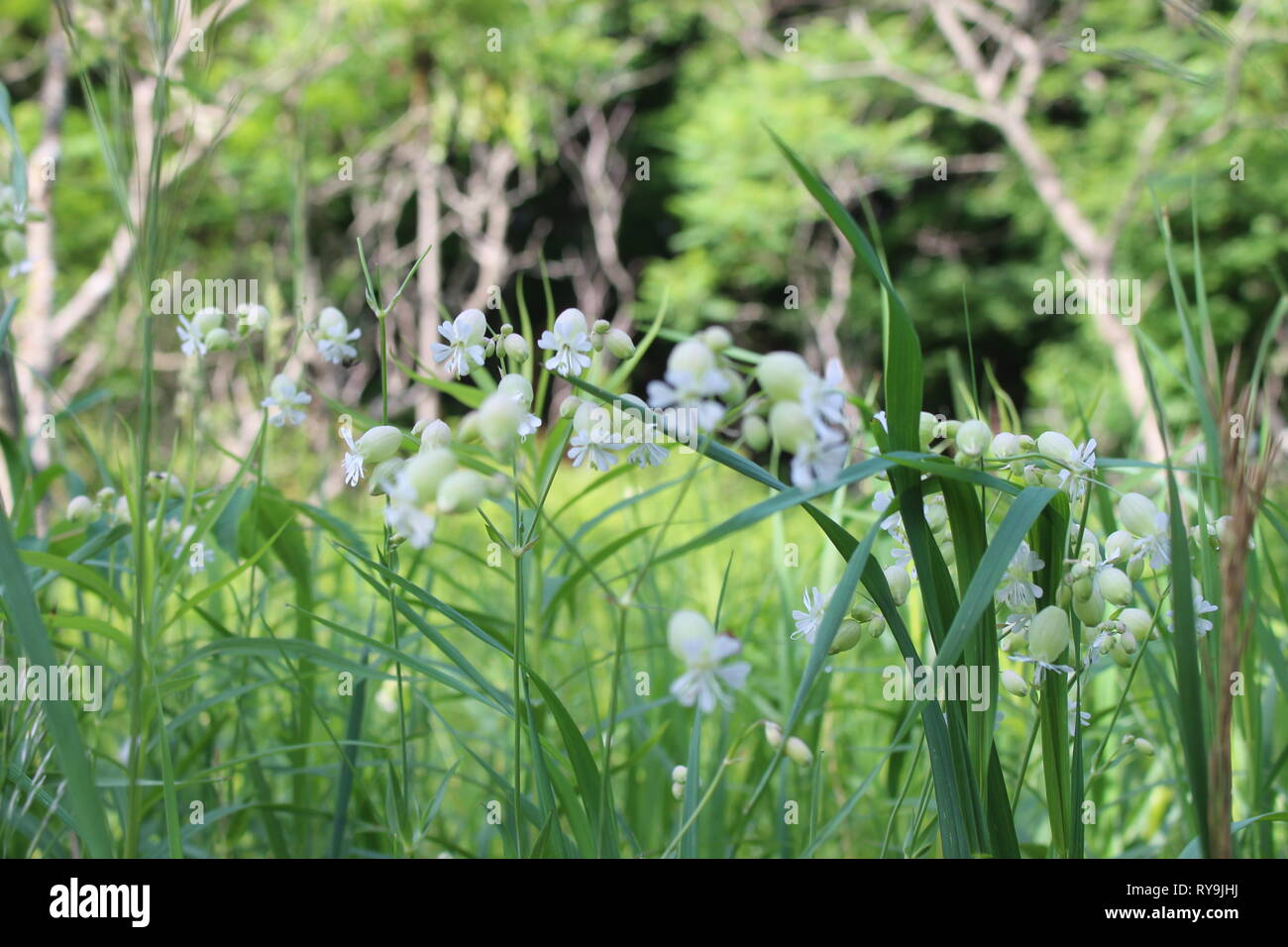 Wanderung entlang einer Spur und nicht zu vergessen für Blumen zu suchen. Stockfoto