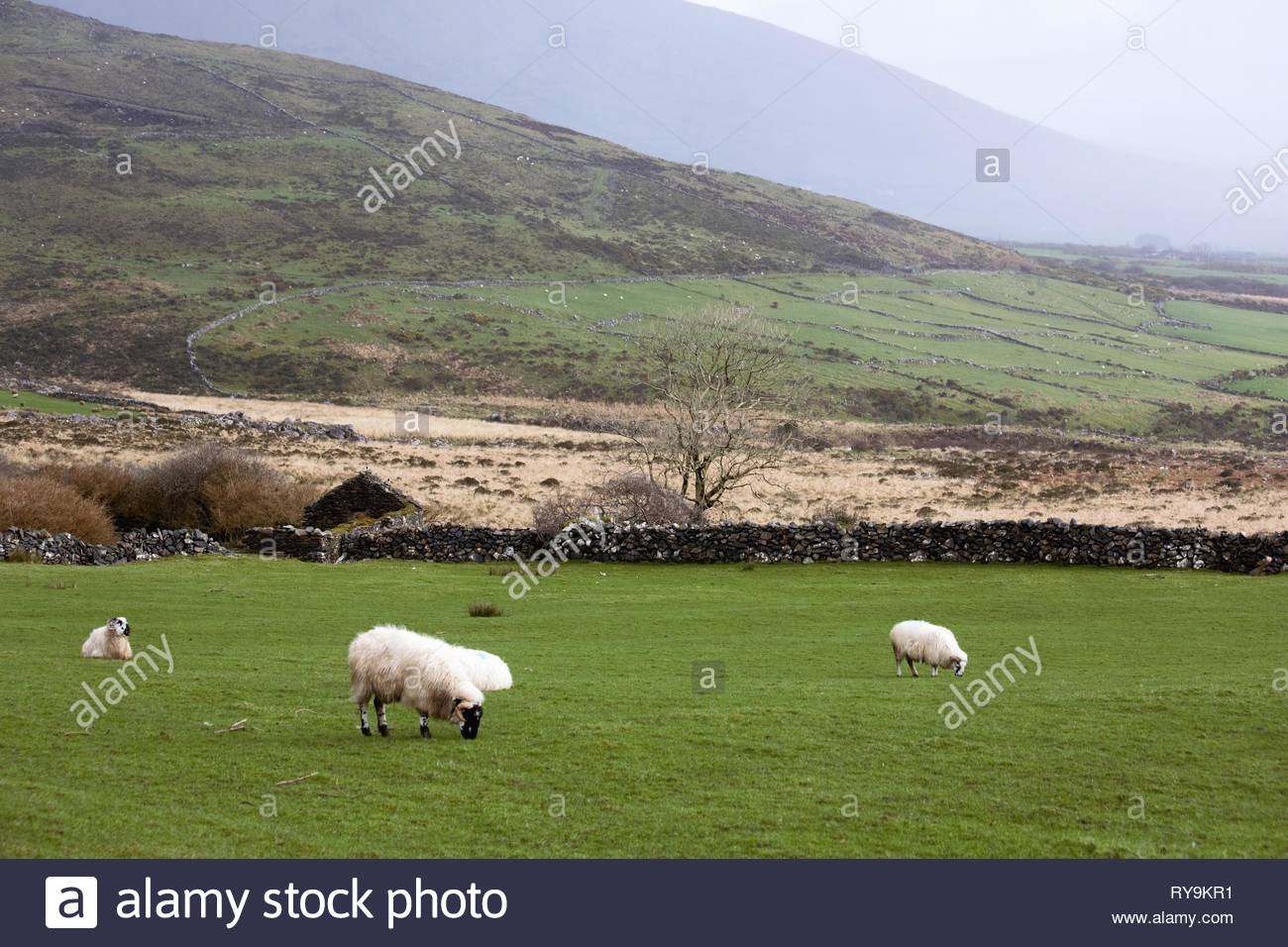 Schafe in einem Feld in der Nähe von Dingle Grafschaft Kerry an einem winterlichen Tag.. Stockfoto