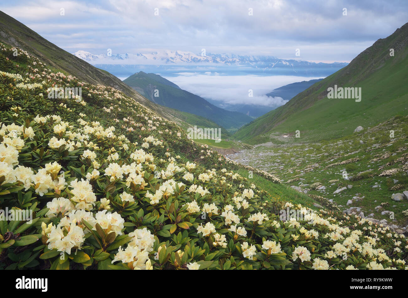 Berglandschaft mit Wiese der blühenden Rhododendren. Morgen mit schönen Blumen an den Berghängen. Zemo Swanetien, Georgien Stockfoto