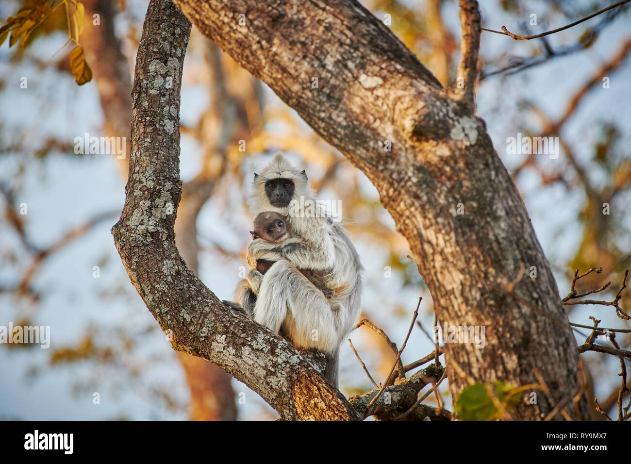 Getuftete grau langur Semnopithecus priam mit Neugeborenen, Bandipur Tiger Reserve, Karnataka, Indien Stockfoto