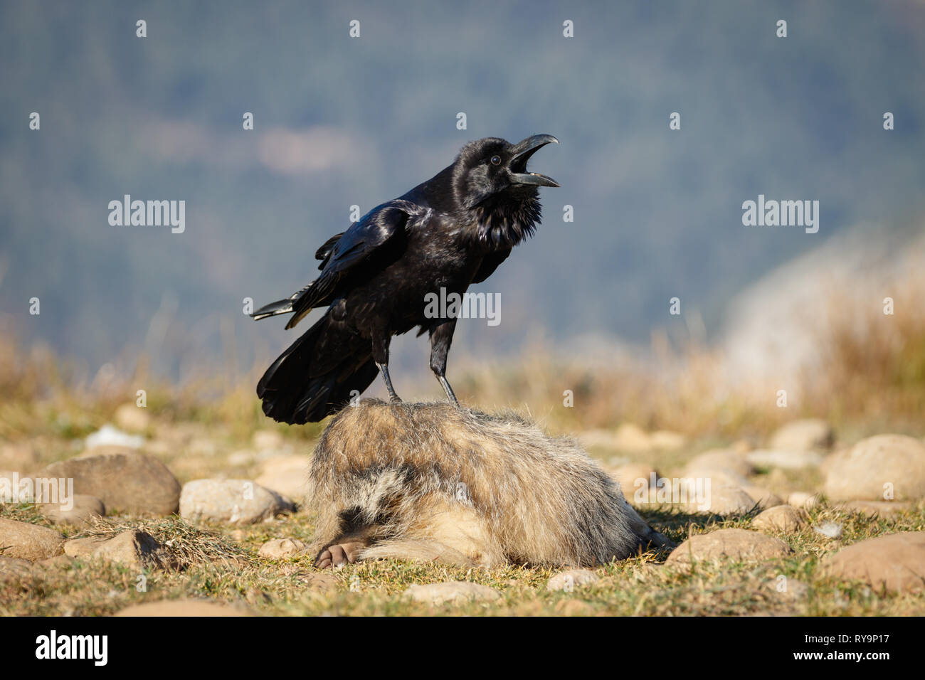 Kolkrabe (Corvus Corax), Aufruf, auf einem toten Europäischen Dachs (Meles meles), in der katalanischen Pre-Pyrenees, Katalonien, Spanien gehockt Stockfoto
