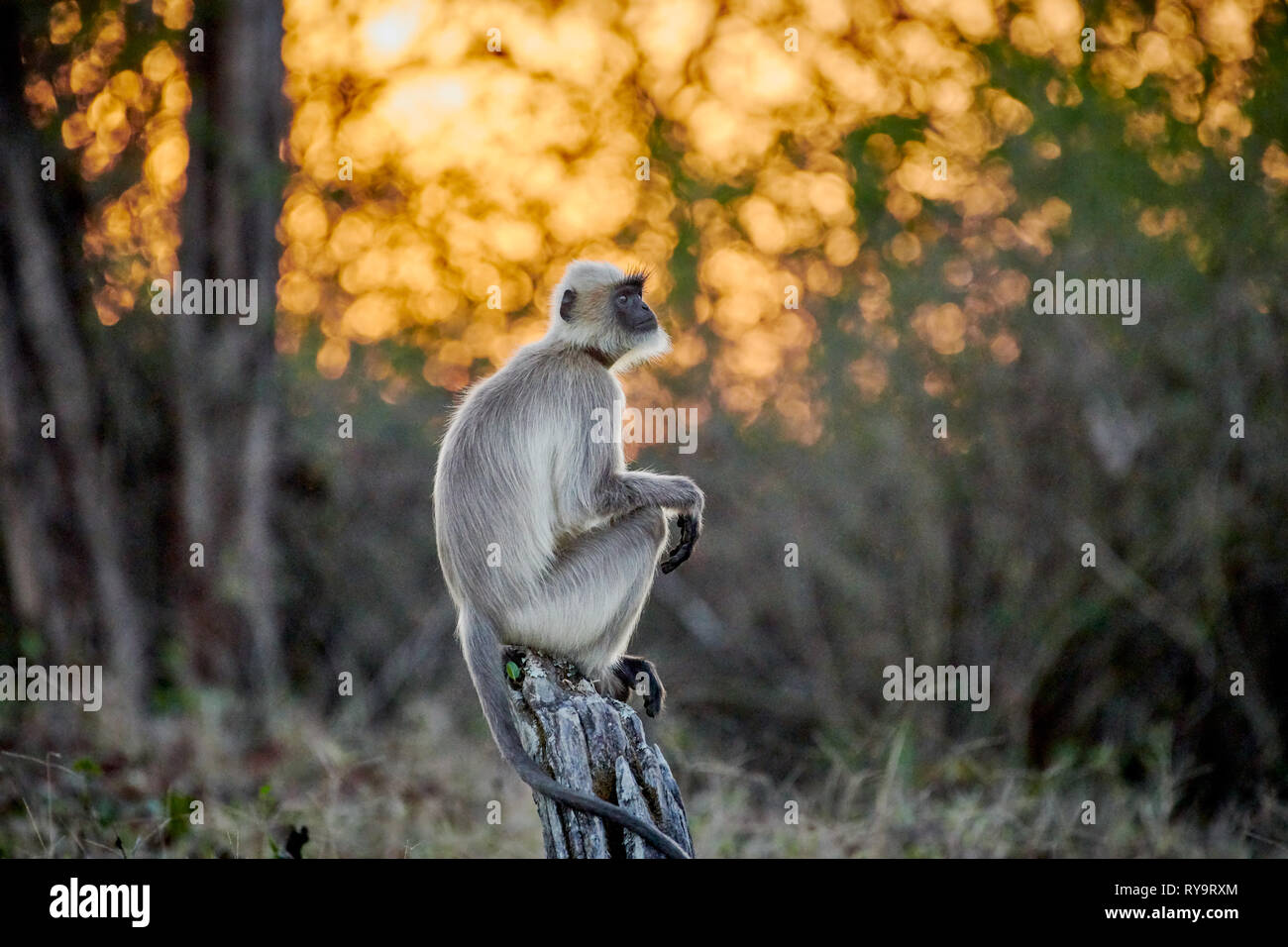 Getuftete grau Langur sitzen durind Sonnenaufgang auf einem Zweig, Semnopithecus priam, Cairo, Nagarhole Tiger Reserve, Karnataka, Indien Stockfoto