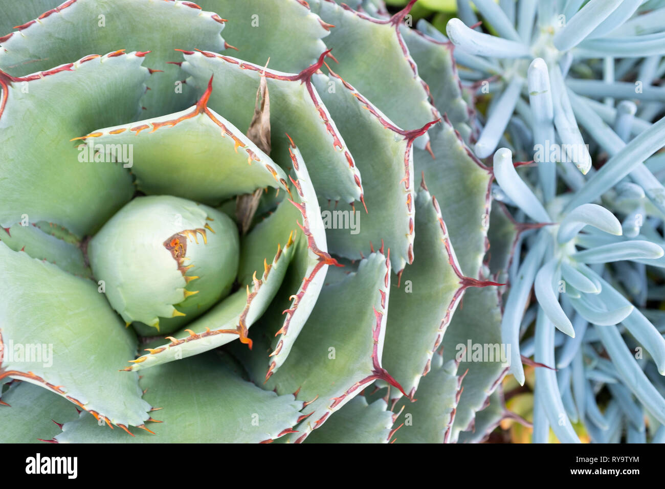 Das Leben auf der Erde Stockfoto