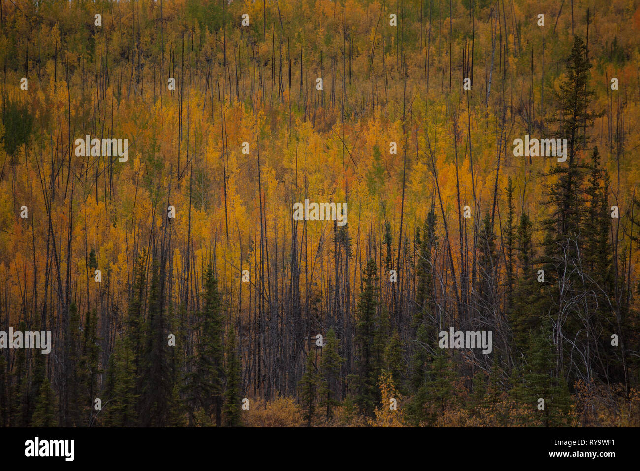 Klondike Highway, Klondike, Yukon Territory, Kanada Stockfoto