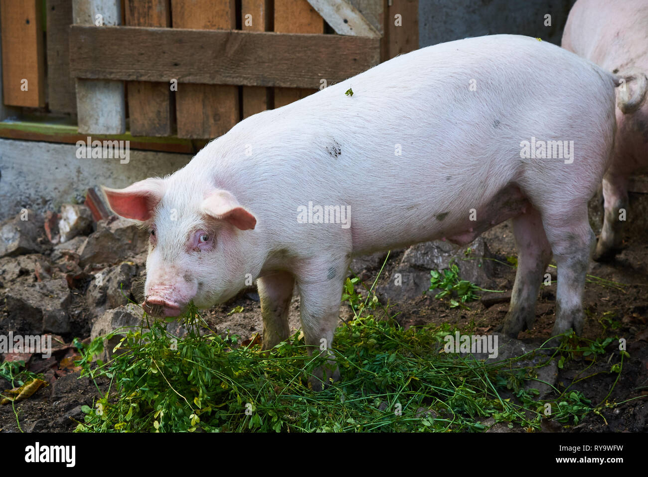 Hausschwein in einer Farm Stockfoto