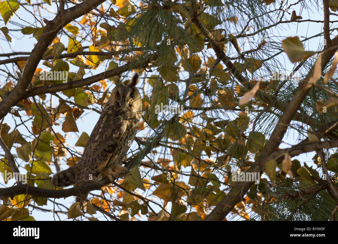 Waldohreule (Asio otus) in die Kamera schaut Stockfoto