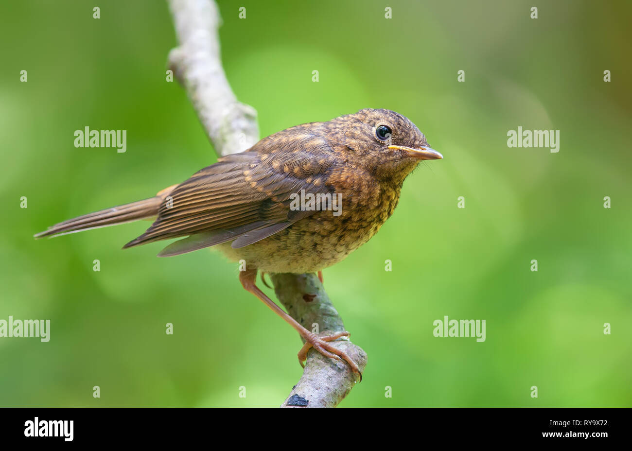 Junge europäische Robin auf einem Zweig posing Stockfoto